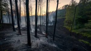 Loire : 3 hectares de forêt brûlés à La Tuilière, deux pompiers blessés