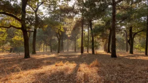 Loiret : la préfecture maintient la vigilance feux de forêt ce 31 juillet
