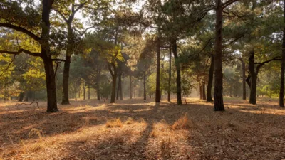 Loiret : la préfecture maintient la vigilance feux de forêt ce 31 juillet