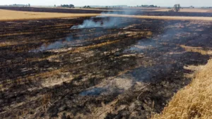 Loos-en-Gohelle : 13,5 hectares ravagés par un incendie agricole en pleine canicule