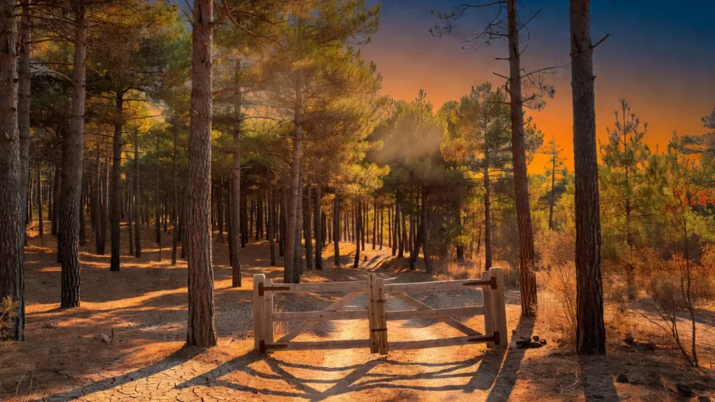 Lot-et-Garonne : vigilance orange feux de forêt, restrictions strictes