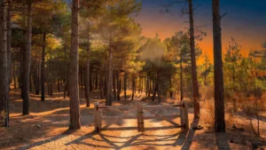 Lot-et-Garonne : vigilance orange feux de forêt, restrictions strictes