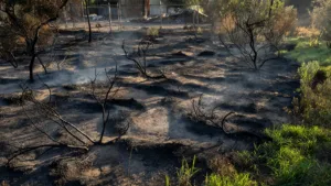 Marsannay-la-Côte : incendie maîtrisé après 2 hectares détruits, enquête ouverte