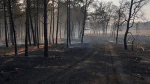 Montmelard : 2 500 m² de forêt brûlés après un feu d&rsquo;engin forestier