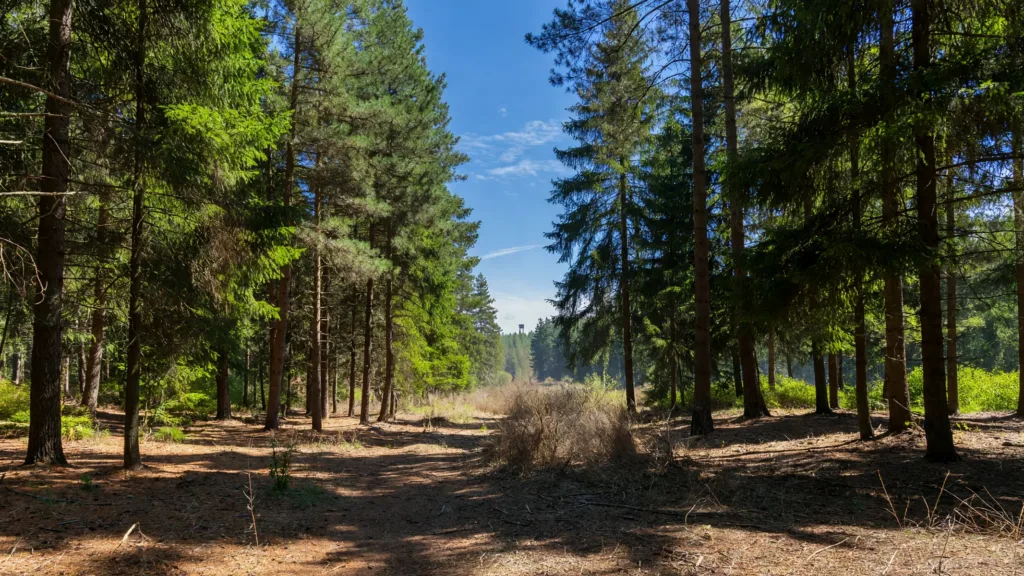 Moselle : le préfet abaisse la vigilance feux de forêt au niveau modéré