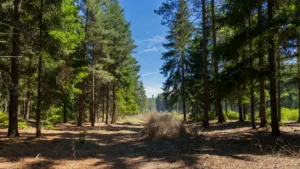Moselle : le préfet abaisse la vigilance feux de forêt au niveau modéré
