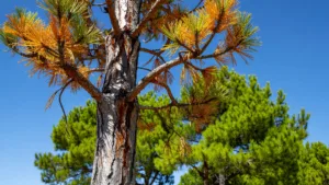 Nématode du pin : nouveau foyer détecté à Lescar, alerte dans le Sud-Ouest