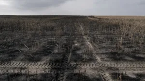 Neuville-Saint-Vaast : deux incendies de champs détruisent 9,5 hectares