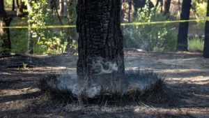 Paris 16e : un homme de 24 ans incarcéré après un feu au bois de Boulogne
