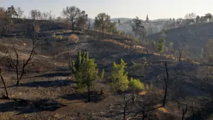 Plombières-lès-Dijon : l&rsquo;incendie de forêt maîtrisé après le confinement des riverains
