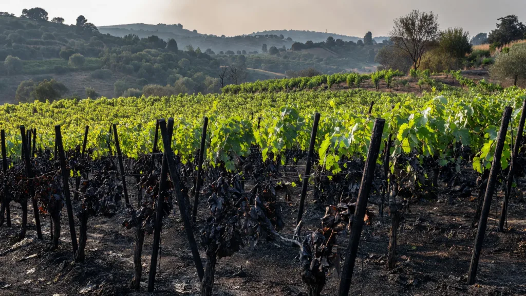 Pontevès : le maire déplore la perte de vignes et d'oliviers dans l'incendie