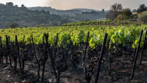 Pontevès : le maire déplore la perte de vignes et d&rsquo;oliviers dans l&rsquo;incendie