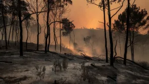 Portugal : incendies majeurs et alertes sanitaires face à la canicule