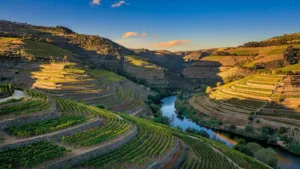 Portugal instaure une journée nationale de la vigne et du vin