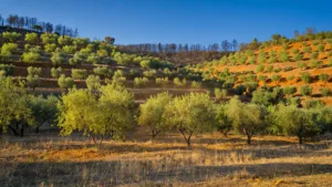 Pyrénées-Orientales : les agriculteurs érigent des remparts verts contre le feu