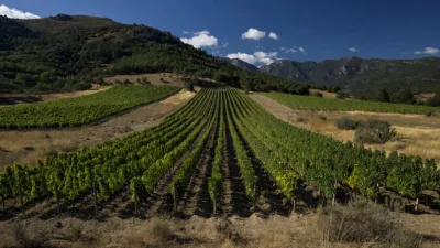 Pyrénées-Orientales : un vigneron propose des ceintures agricoles pare-feu