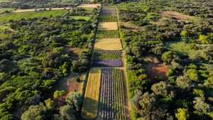 Pyrénées-Orientales : un vigneron propose une ceinture agricole coupe-feu
