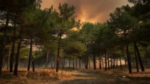 Risque incendie : l&rsquo;Allier placé en vigilance orange feux de forêt dès ce lundi