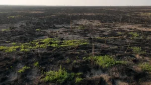 Saint-Jean-d’Angély : 8 hectares de chaume détruits par un incendie maîtrisé