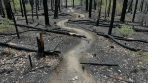 Saint-Just-Malmont : 2 000 m² de sous-bois détruits, 30 pompiers mobilisés