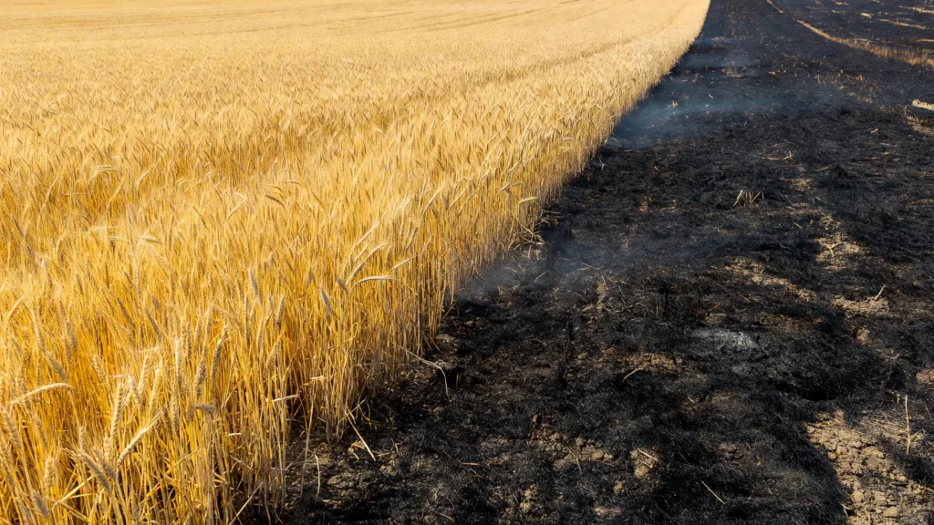 Saint-Parize-le-Châtel : 15 hectares de cultures détruits par un incendie