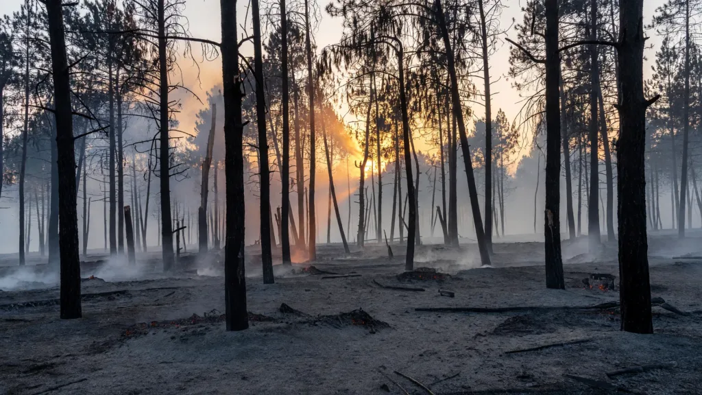 Saint-Romain : 15 hectares de forêt détruits par un incendie nocturne