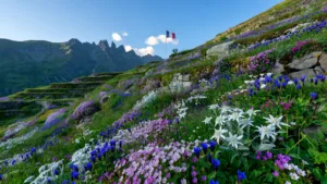 Samoëns : le jardin botanique alpin de la Jaÿsinia fête ses 120 ans ce week-end