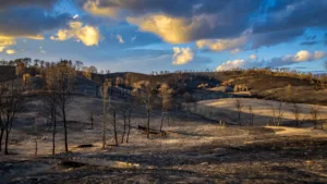 Saône-et-Loire : plus de 400 hectares détruits par les incendies cet été