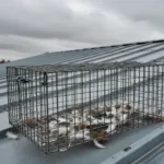 Sarcelles : plus de 22 000 signatures pour stopper les captures de pigeons