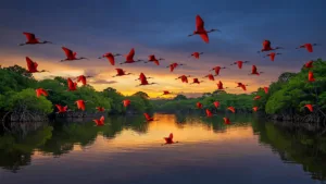 Sinnamary : le ballet des ibis rouges sur le fleuve fascine les visiteurs