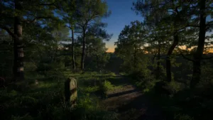 Toscane : un loup tue une chienne qui protégeait un enfant de 2 ans dans un jardin