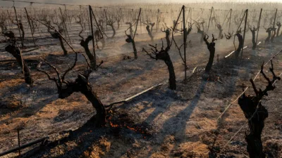Trévillach : 90 % des vignes d'un viticulteur détruites, dont des ceps centenaires