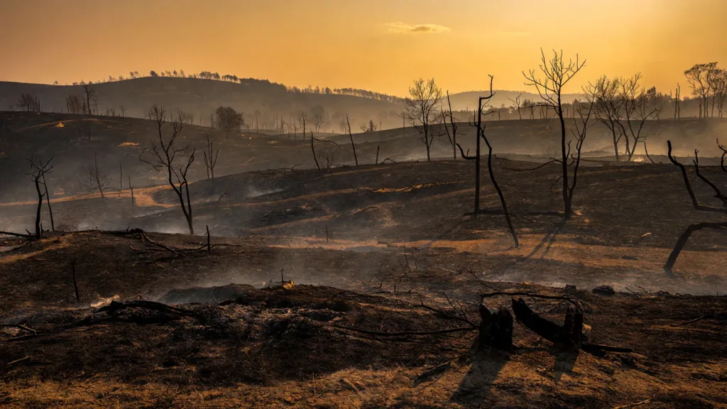 Vienne : 56 hectares brûlés dans un incendie suspect à Saint-Pierre-de-Maillé