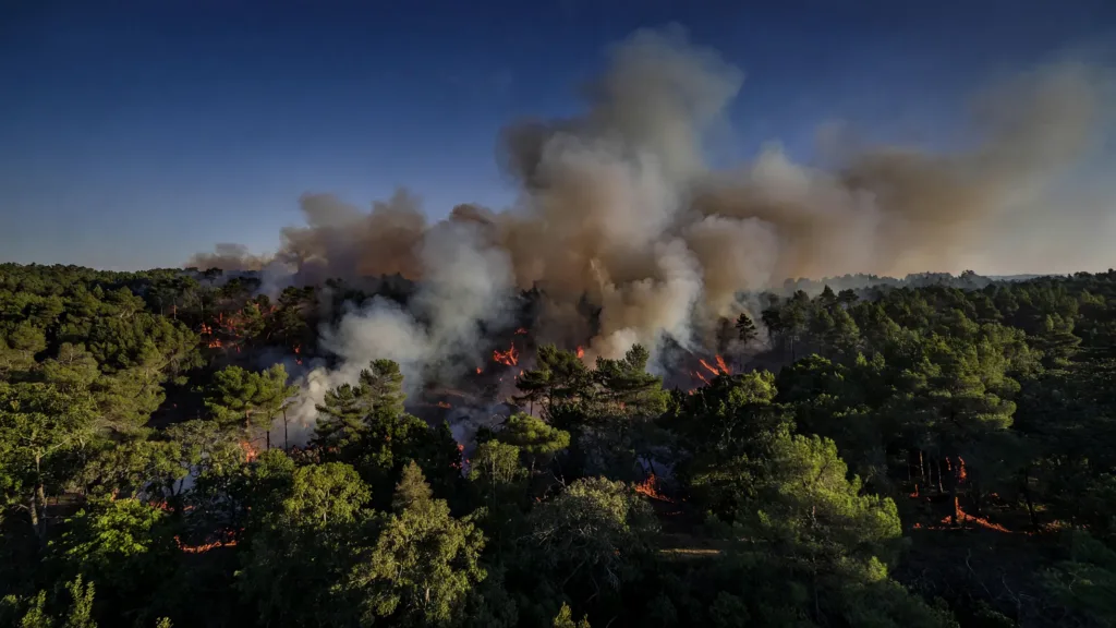 Yerres : 5 hectares de forêt brûlés, l'incendie de la Grange désormais éteint